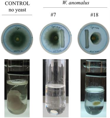 The yeast Wickerhamomyces anomalus acts as a predator of the olive anthracnose-causing fungi, Colletotrichum nymphaeae, C. godetiae, and C. gloeosporioides